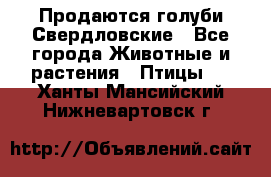 Продаются голуби Свердловские - Все города Животные и растения » Птицы   . Ханты-Мансийский,Нижневартовск г.